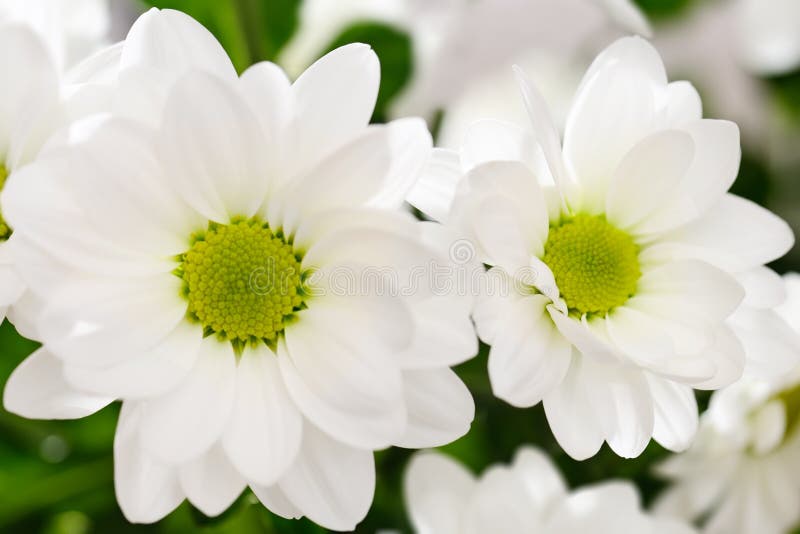 White chrysanthemum flowers