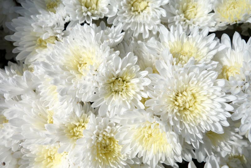 Bianco crisantemo fiori.