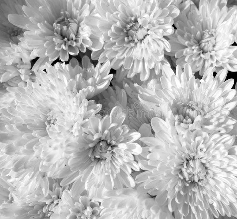 White chrysanthemum flowers stock photos