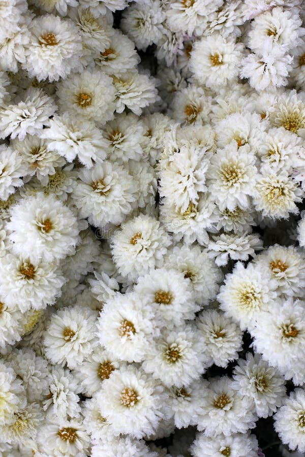 Red Chrysanthemum in the Winter Under the Snow Stock Image Image of