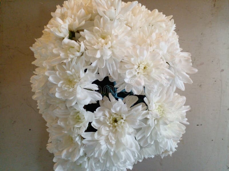 White Chrysanthemum Flowers at Wedding Reception Stock Photo Image of