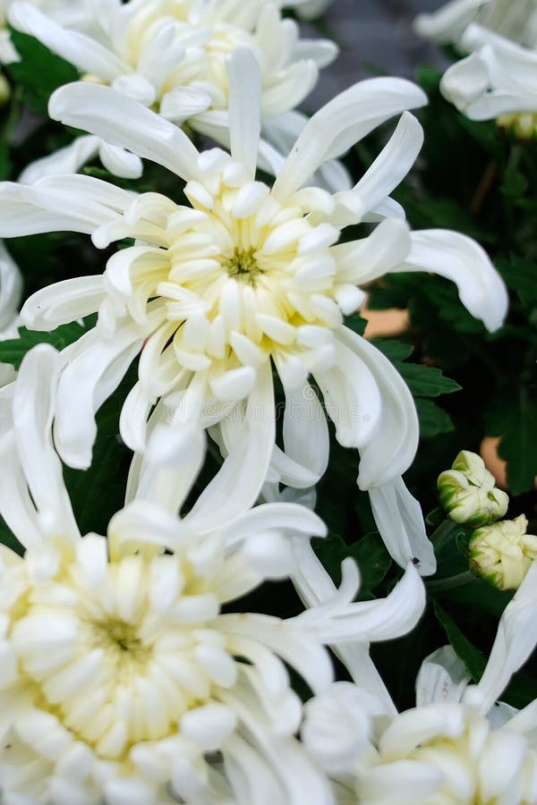 White Chrysanthemum stock photo. Image of deta, nanjing 45651280