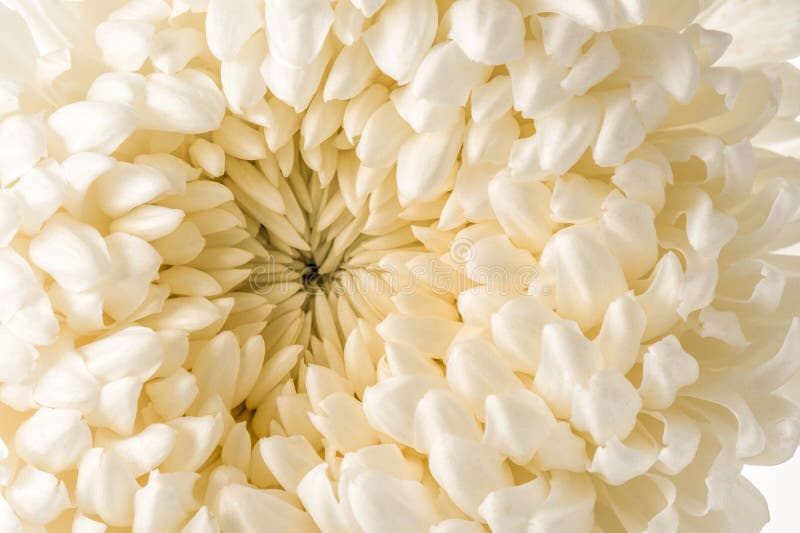 White chrysanthemum macro