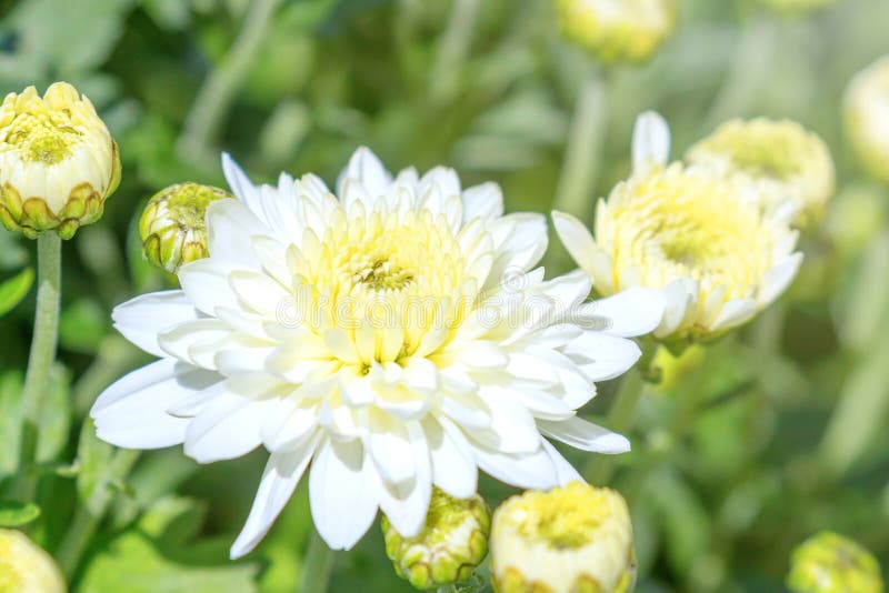 White Chrysanthemum Mum Flowers and Buds Stock Image Image of flowers