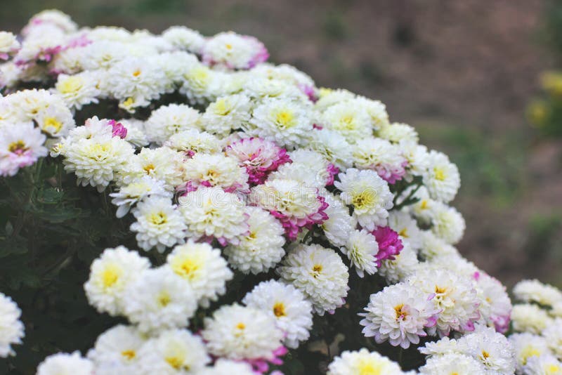 White Chrysanthemums in the Fall Stock Photo Image of autumn