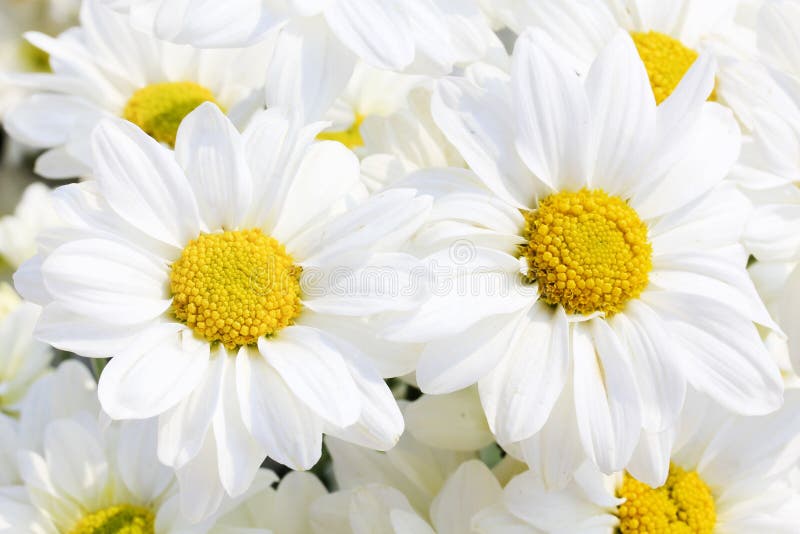 White silk daisies stock image. Image of fake, daisies 6829313