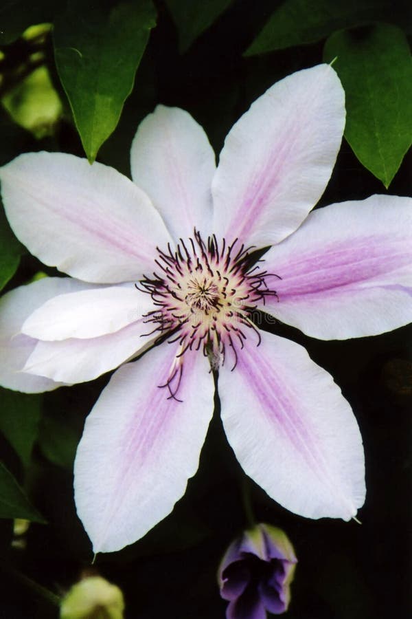 White Clematis stock image. Image of educational, nature 71465