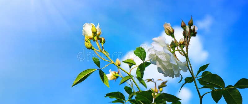 White Climbing Roses on Sunny Sky Background. Stock Image - Image of ...