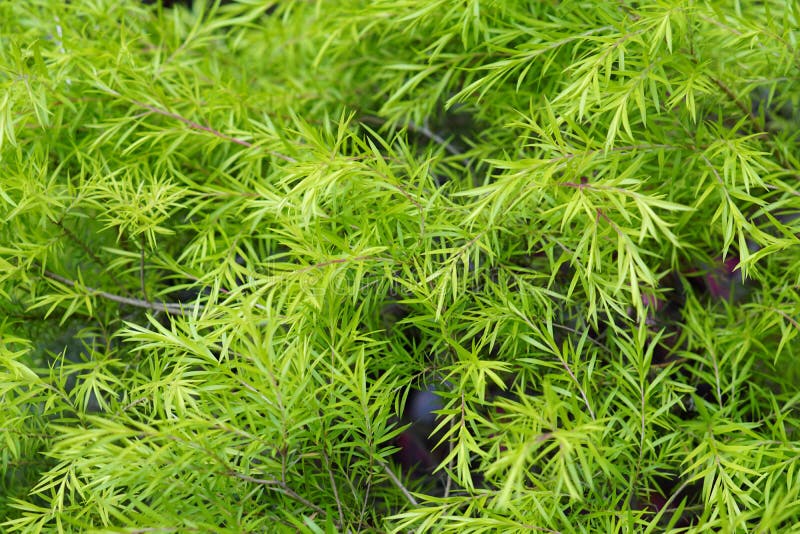 White Cloud Tree, Black Teatree, Melaleuca Bracteata `Revolution Gold