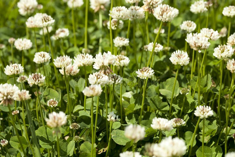 White clover stock photo. Image of repens, plant, inflorescence 31282422