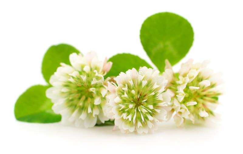 White clover flowers stock image. Image of clover, stem 153499841