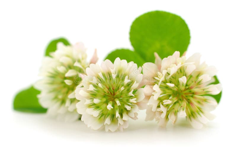 White clover flowers stock image. Image of background 285834179
