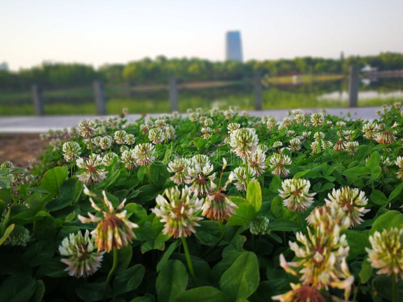 Clover Flowers Blooming Stock Photo Image Of Spring 108919778