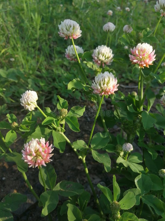 White Clover Flowers Field in Summer, Shallow Depth of Field Stock