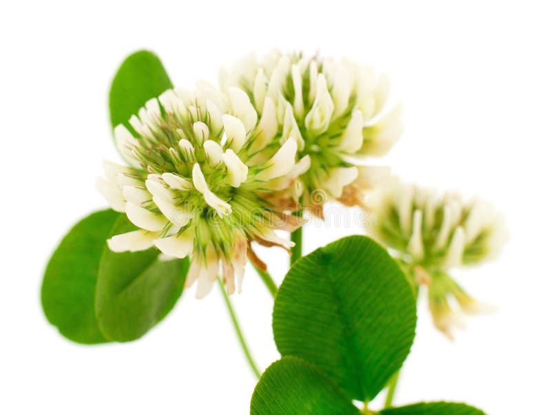 White clover flowers stock photo. Image of plant, wild 195706174
