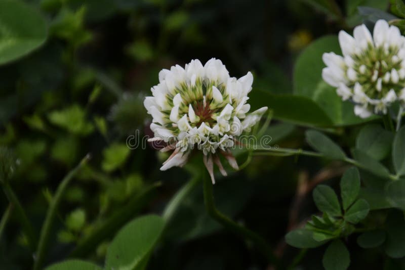 White clover stock image. Image of season, outdoor, close 114584447