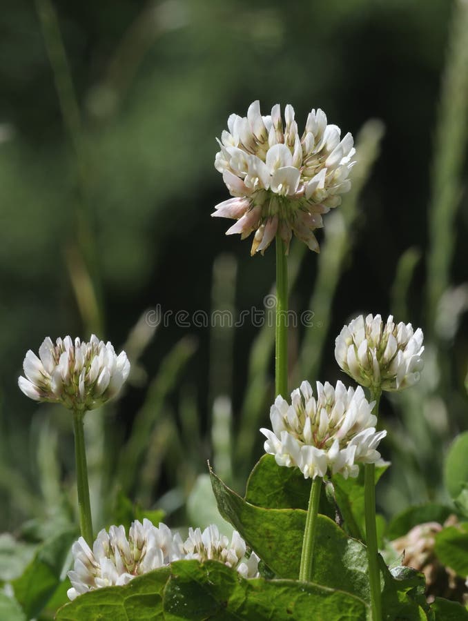 White Clover - Trifolium repens royalty free stock photography White Clover - Trifolium repens royalty free stock photography
