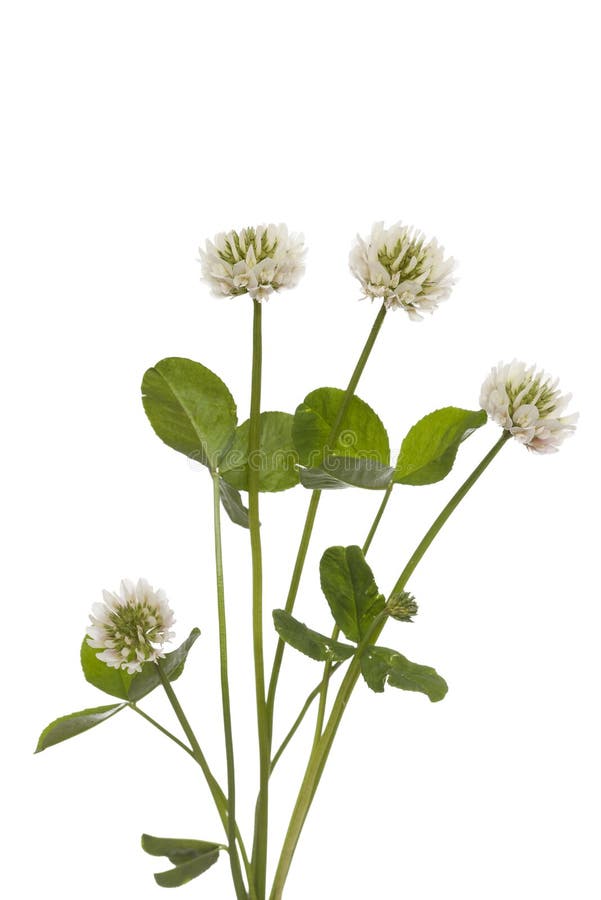 White Clover stock photo. Image of perennial, summer 57002552