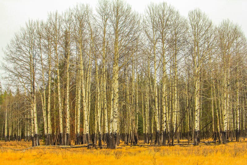 Trees in the rockies show the harshness of winter with their coats of white. Hillsdale Meadows, Banff National Park, Alberta, Can