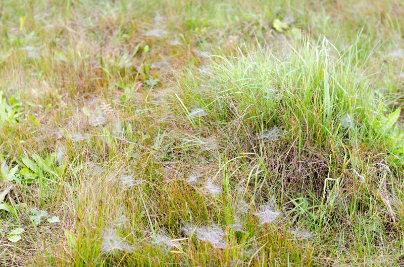 White cobwebs in frost and dew on a green field in autumn. White cobwebs in frost and dew on a green field in autumn.