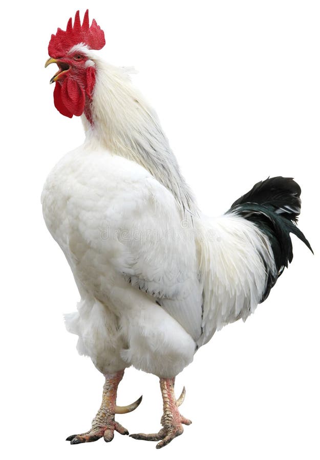 White Cock Rooster Isolated Stock Image Image 10062011