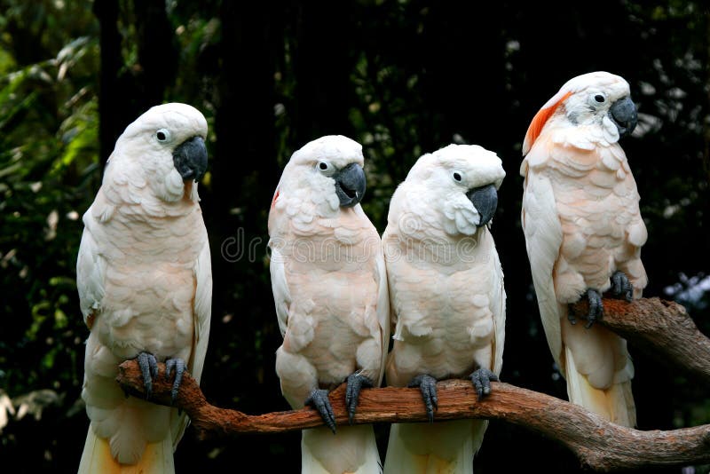 White cockatoo