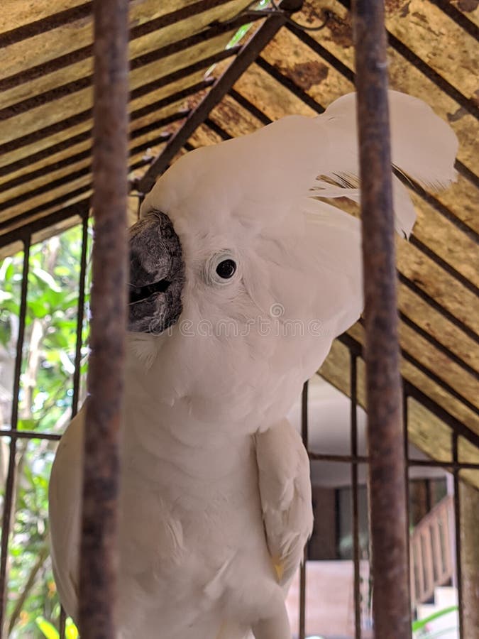White Cockatoo Parrot in a Shady Cage Stock Image Image of lovely