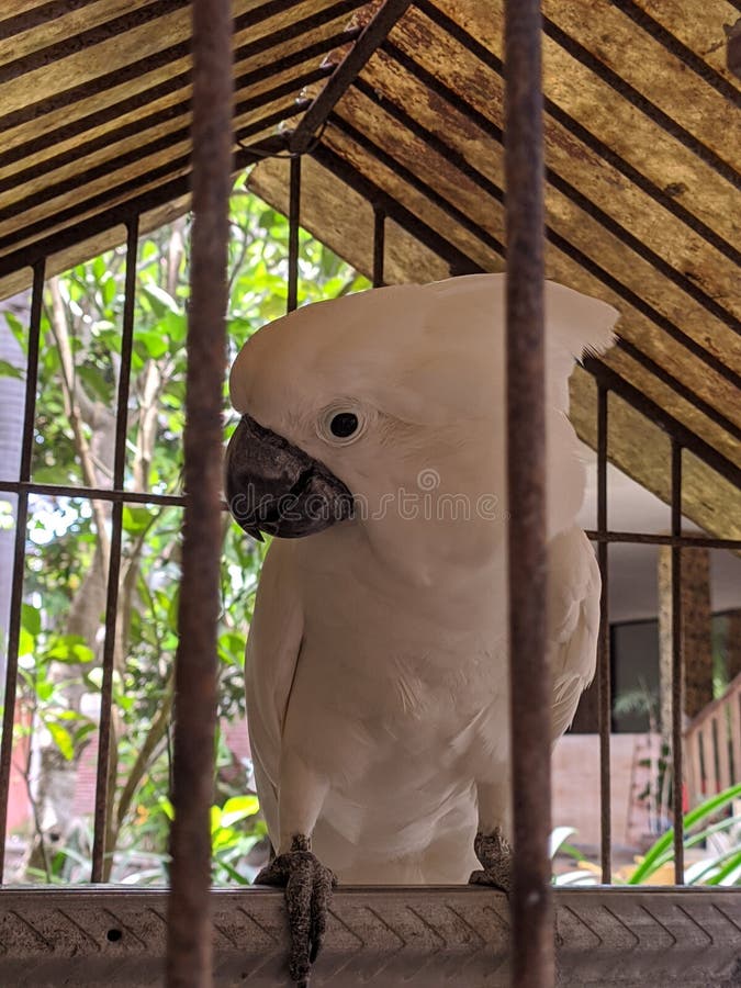 White Cockatoo Parrot in a Shady Cage Stock Photo Image of emotion