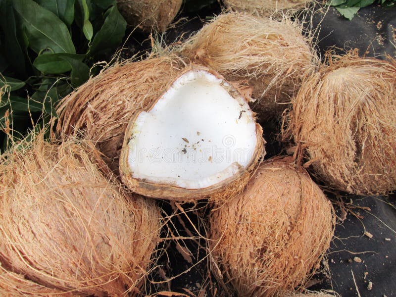 White coconut stock photo. Image of nutrition, cooking 41599256