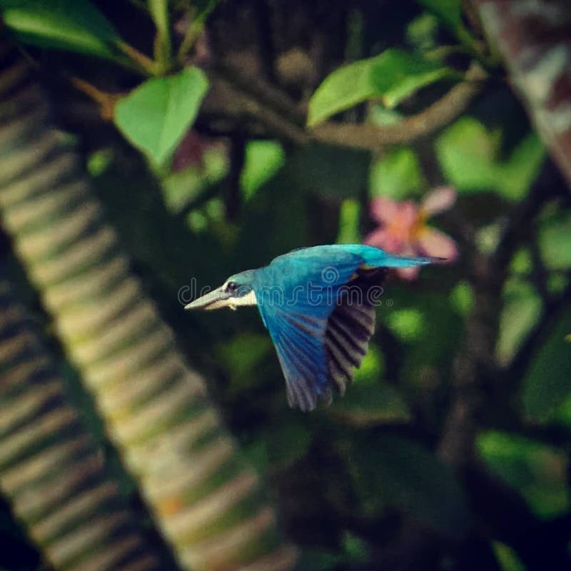 White collared kingfisher, Bali, Indonesia. https://www.dreamstime.com/white-collared-kingfisher-bali-image137467918