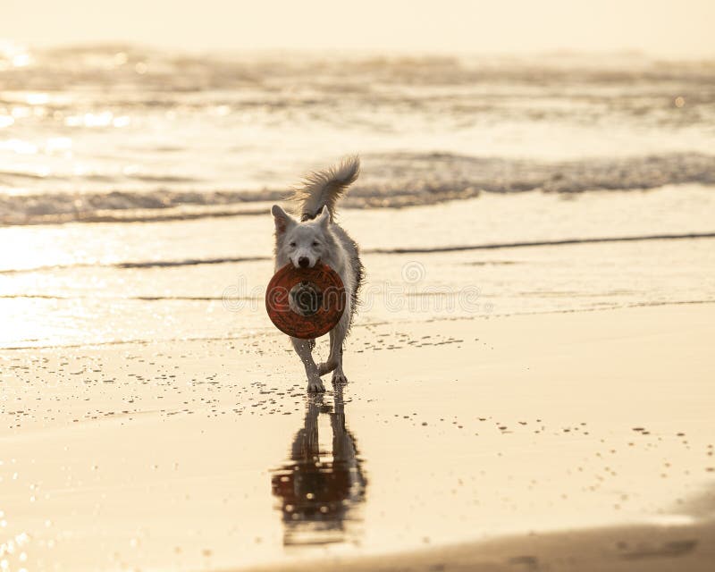 White collie dog playing with frisbee on the beach at sunset