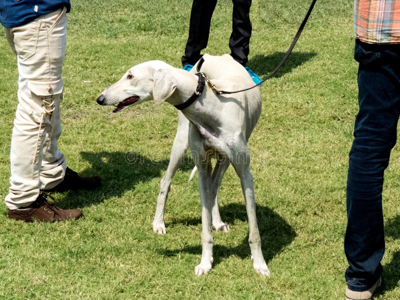 White Color Dog of Hortaya Borzaya Breed Stock Image - Image of field, fine: 129802283 White Color Dog of Hortaya Borzaya Breed Stock Image - Image of field, fine: 129802283
