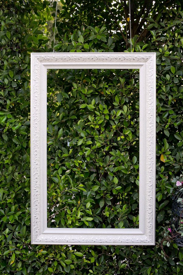White color hanging photo frame isolated on green leaves royalty free stock image White color hanging photo frame isolated on green leaves royalty free stock image
