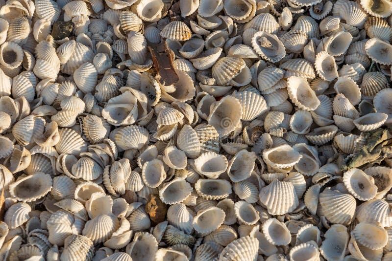 White Color Seashell And Cockle Stock Photo Image of cockle, shell