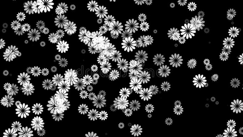 White color slowly moving elegant and simple flowers on black background, floral pattern modern background stock illustration