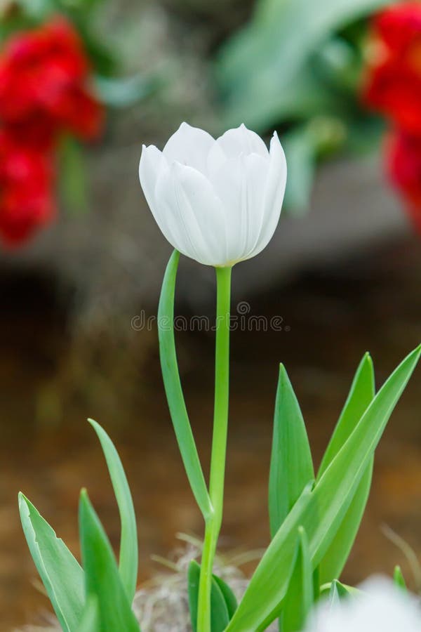 White color tulip flower stock image. Image of blossom - 39839207