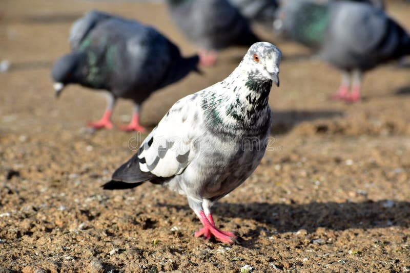 White Colored Pigeon on the Floor with Red Eyes Stock Image Image of