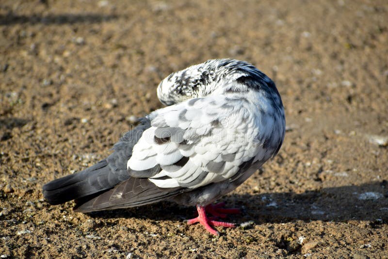 White Colored Pigeon on the Floor with Red Eyes Stock Image Image of