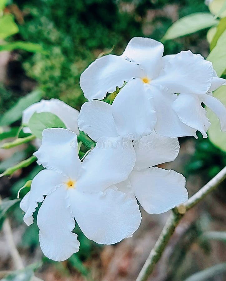 White Colour Natural Flower Jpg Stock Photo Image of branch, leaf