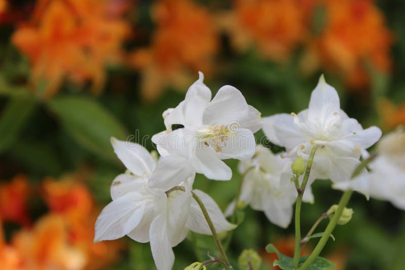 Fragile looking white columbine flowers in full bloom in the late spring