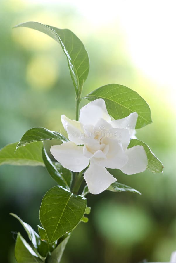White Common Gardenia Or Cape Jasmine Flower Stock Photo Image of