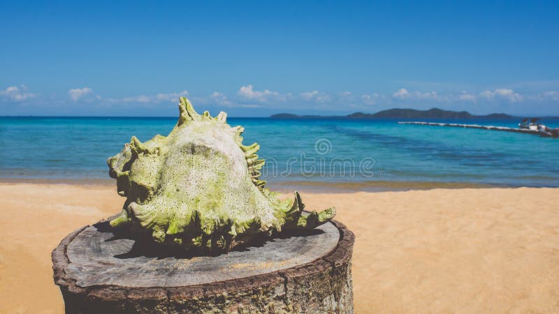 White conch on the beach royalty free stock photography