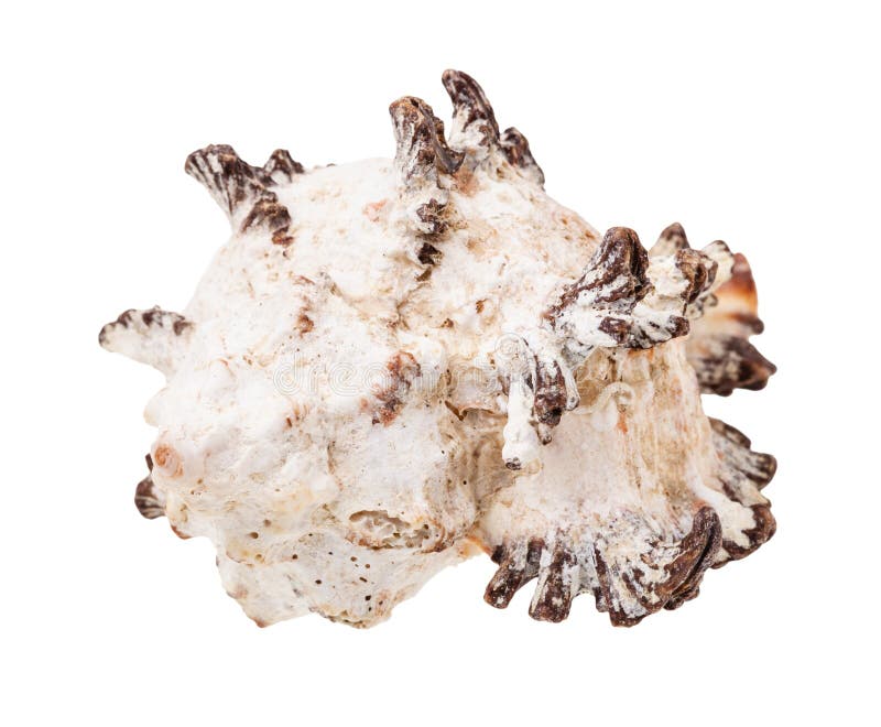 White conch of rock snail isolated on white stock photo