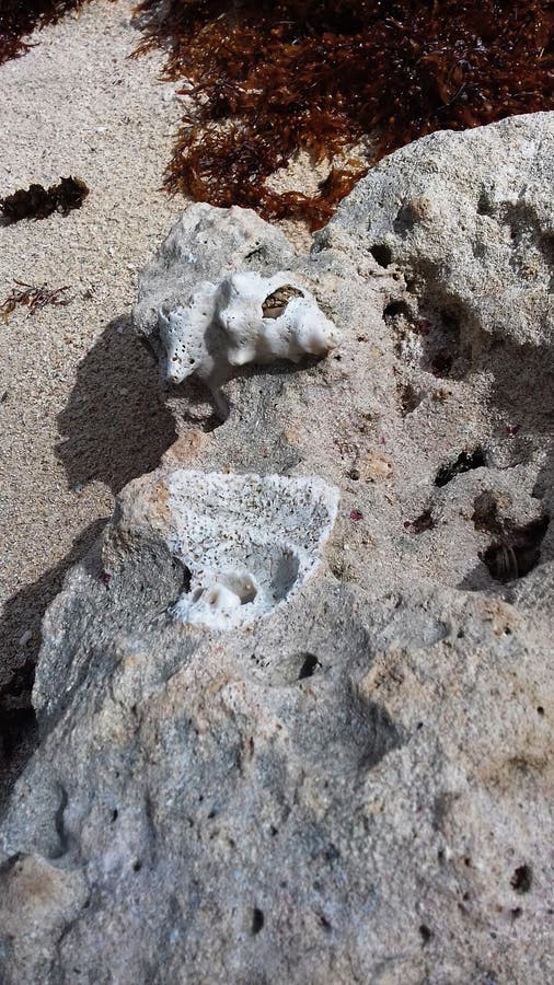 White conch shell on a beach in Guadeloupe in the French West stock image