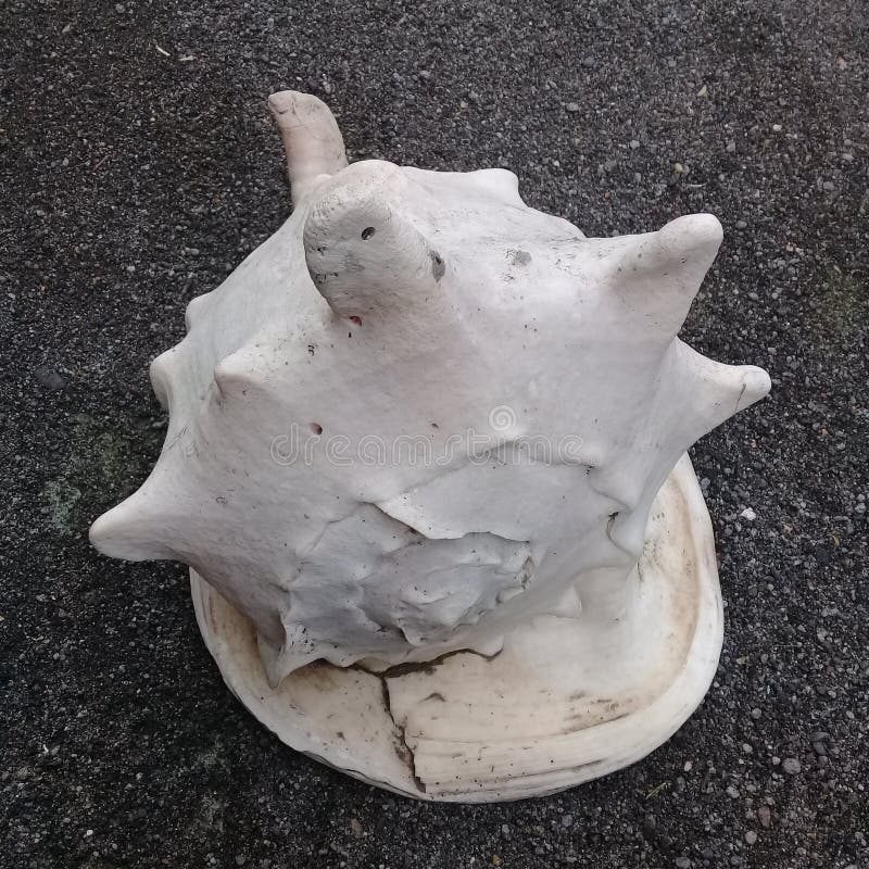 White conch shell stock photos
