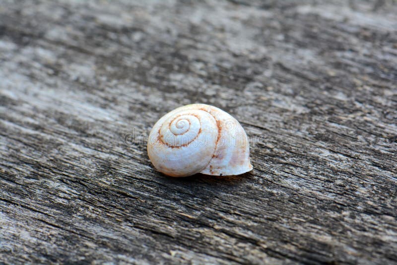 White conch shell royalty free stock photos
