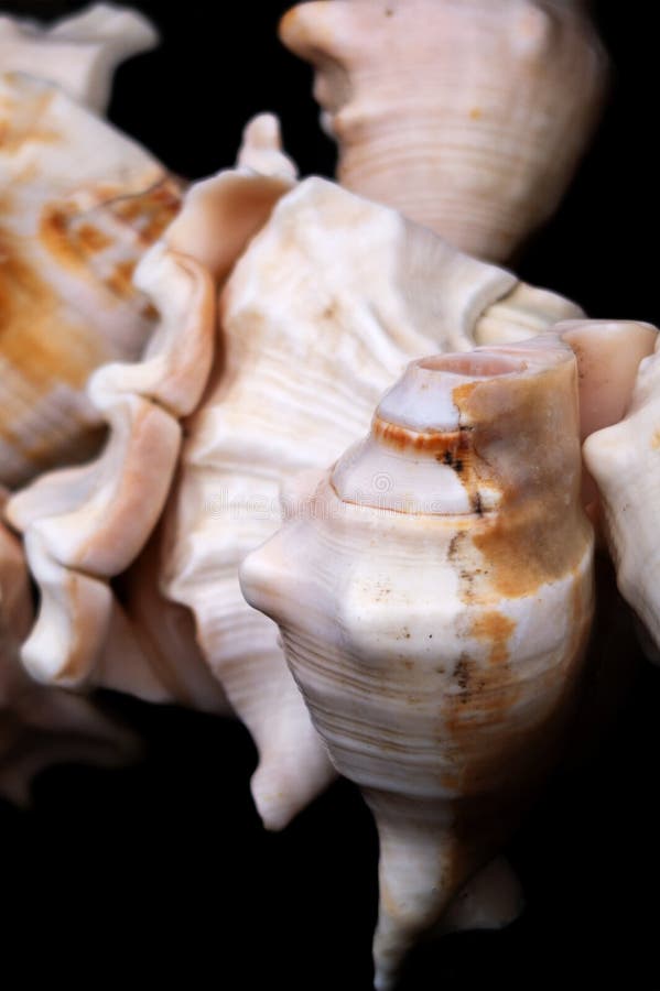 White Conch Shell on black background royalty free stock photos.