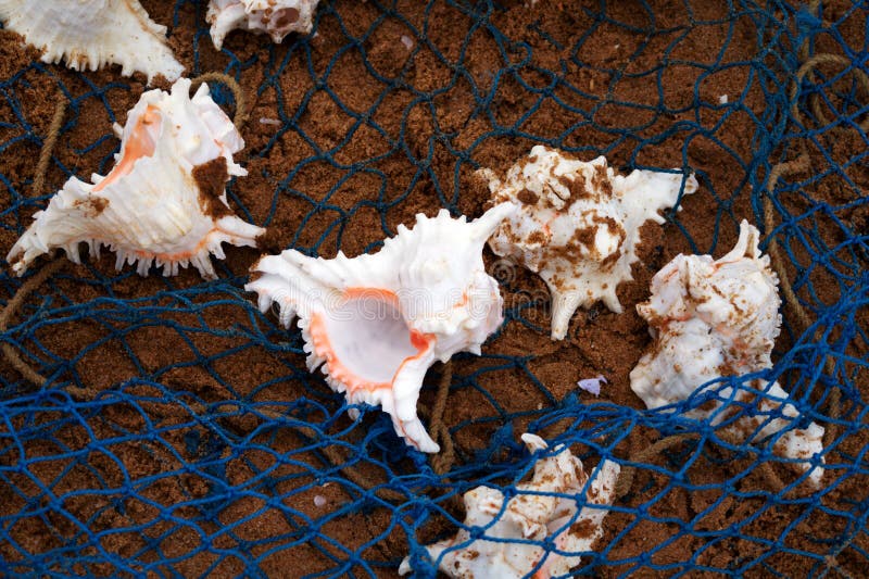 White Conch Shell isolated on sand of the sea beach in net royalty free stock images