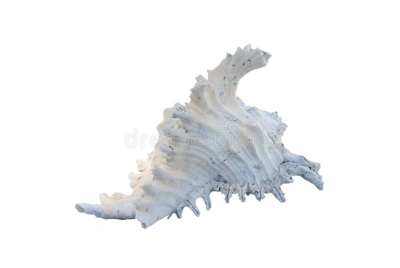 White conch shell stock images