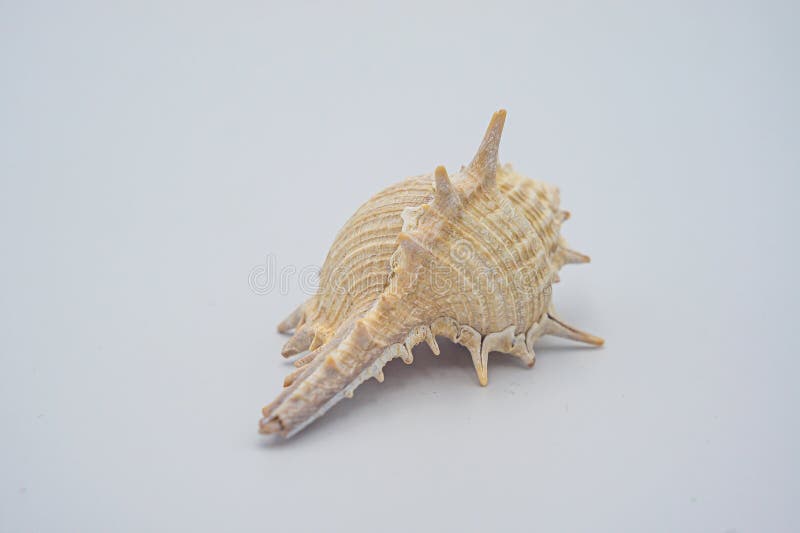 Ramose murex, Branched murex. Scientific name: Chicoreus ramosus is a mollusk in the mollusk family. White conch shell royalty free stock image